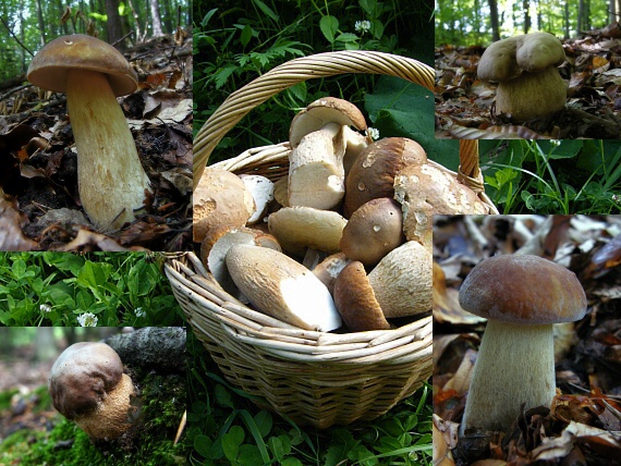 hríb dubový Boletus reticulatus Schaeff.