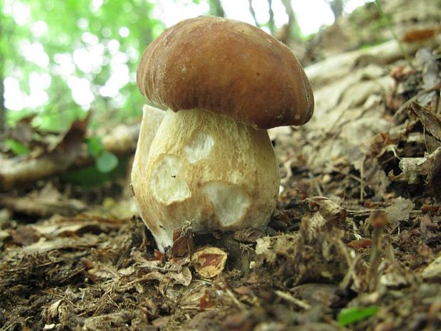 hríb dubový Boletus reticulatus Schaeff.