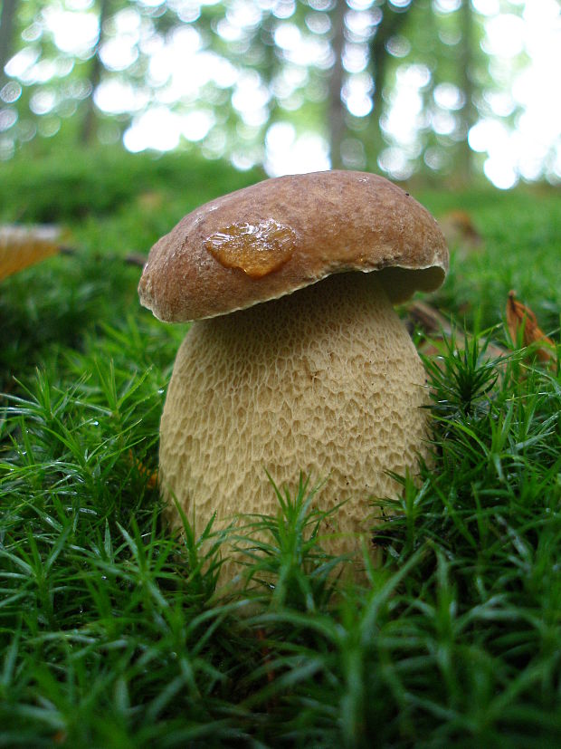 hríb dubový Boletus reticulatus Schaeff.