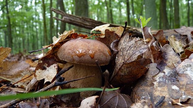 hríb dubový Boletus reticulatus Schaeff.