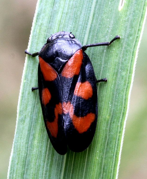 peniarka červená Cercopis vulnerata