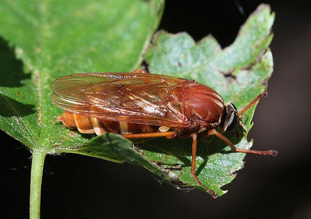 drevárka Coenomyia ferruginea