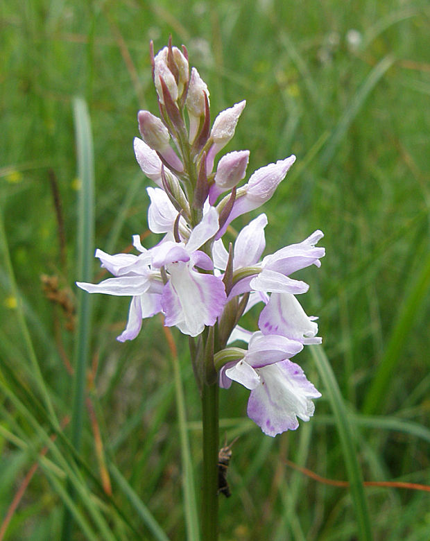 vstavačovec fuchsov pravý Dactylorhiza fuchsii subsp. fuchsii (Druce) Soó