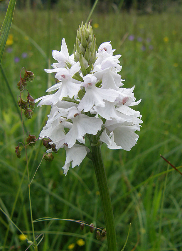 vstavačovec fuchsov pravý Dactylorhiza fuchsii subsp. fuchsii (Druce) Soó