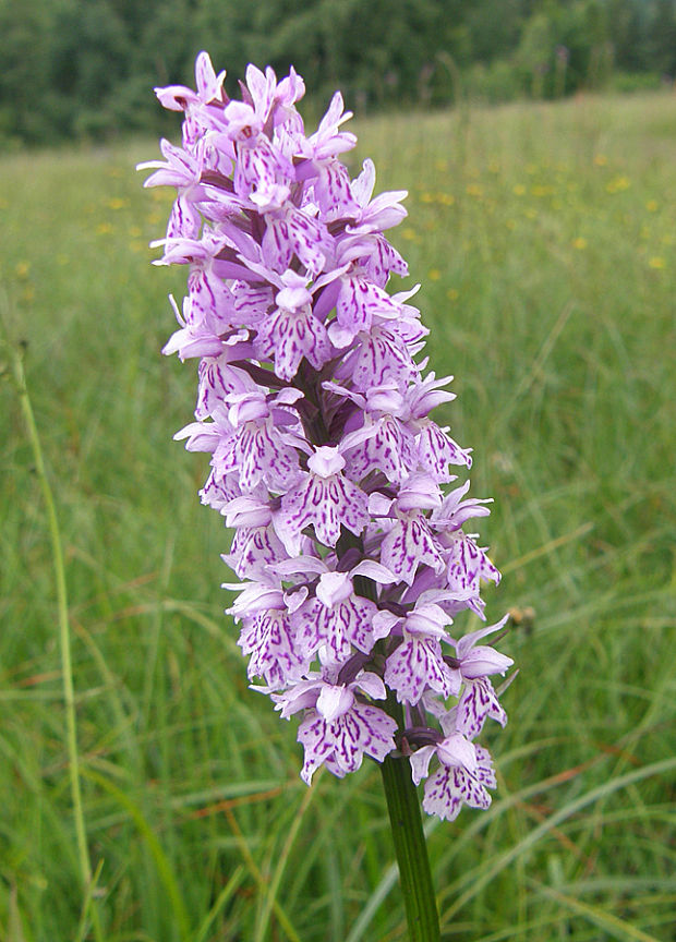 vstavačovec fuchsov pravý Dactylorhiza fuchsii subsp. fuchsii (Druce) Soó