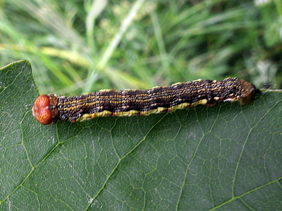 piadivka zimná Erannis defoliaria