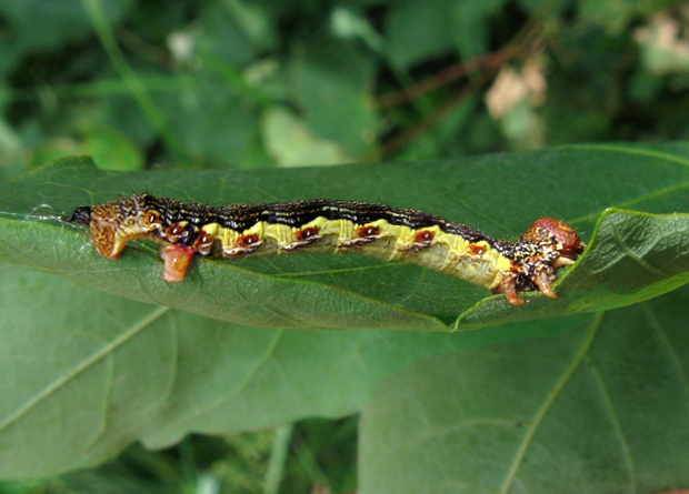 piadivka zimná Erannis defoliaria