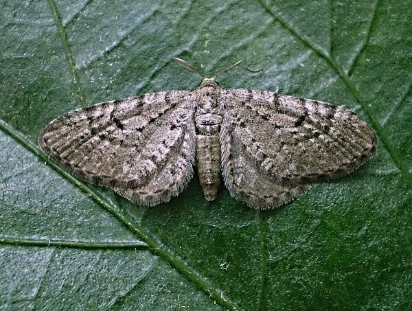 kvetnatka borievková   -   Píďalička jalovcová Eupithecia intricata