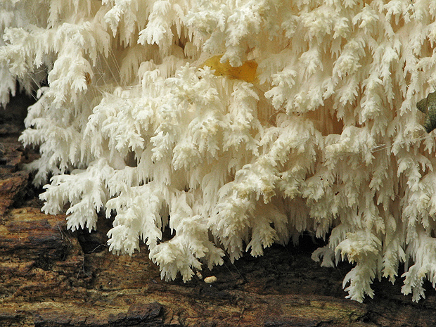 koralovec bukový Hericium coralloides (Scop.) Pers.