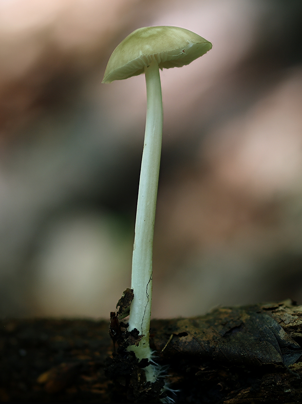 zvončekovec podhorský Hydropus subalpinus (Höhn.) Singer