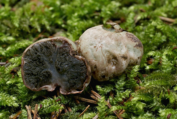 lúpavka hrubá Hysterangium crassum (Tul. & C. Tul.) E. Fisch.