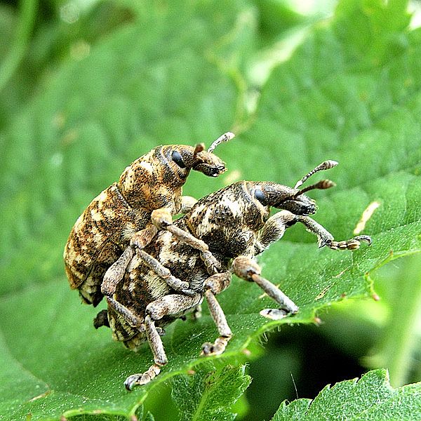 nosánik  Liophloeus tessulatus