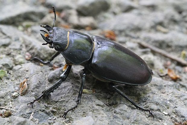 roháč veľký - Roháč obecný Lucanus cervus