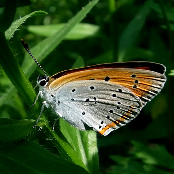 ohniváčik veľký  Lycaena dispar