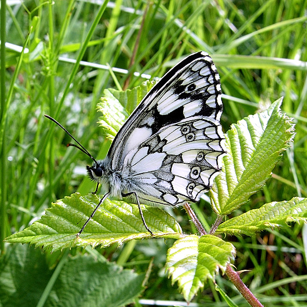 očkáň timotejkový Melanargia galathea