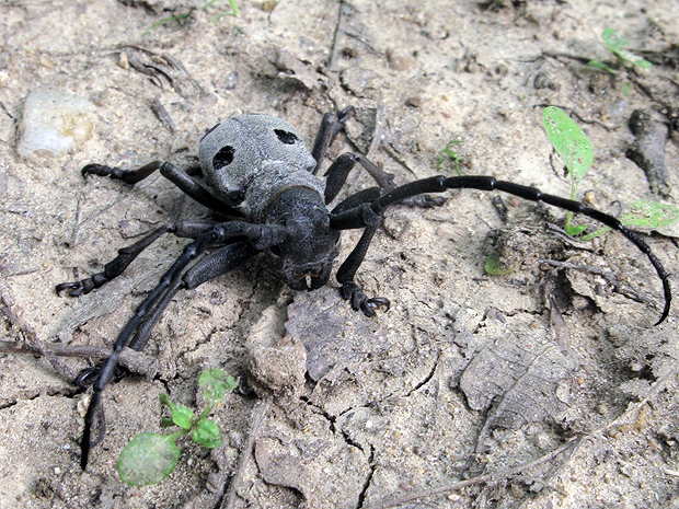 vrzúnik Morimus asper funereus