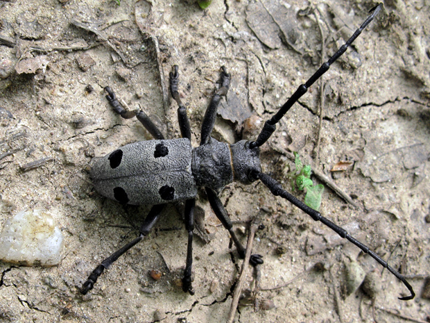 vrzúnik Morimus asper funereus