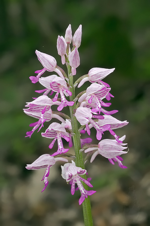 vstavač vojenský Orchis militaris L.