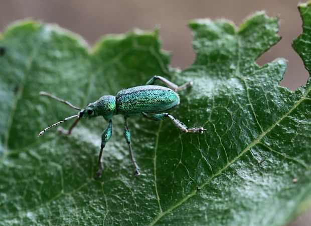 šupináčik zlatozelený  -  listohlod zlatozelený(?) Phyllobius argentatus