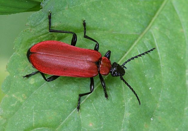 červenáčik ohnivý - Červenáček ohnivý Pyrochroa coccinea