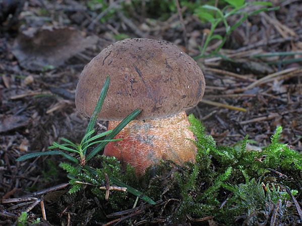 hríb zrnitohlúbikový Sutorius luridiformis (Rostk.) G. Wu & Zhu L. Yang