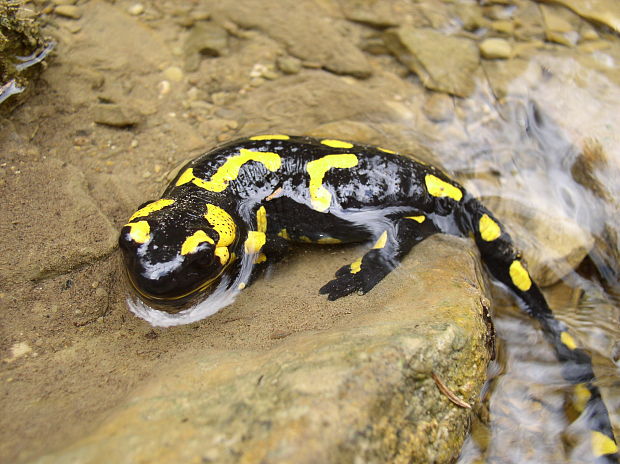 salamandra