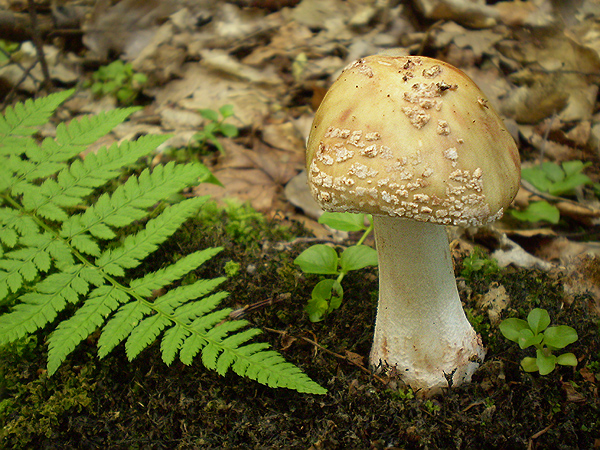 muchotrávka červenkastá Amanita rubescens Pers.