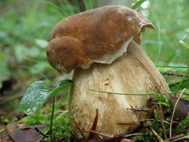 hríb dubový Boletus edulis Bull.