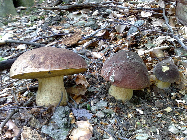 hríb sosnový Boletus pinophilus Pil. et Dermek in Pil.