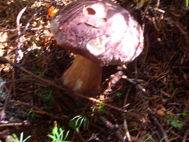 hríb sosnový Boletus pinophilus Pil. et Dermek in Pil.