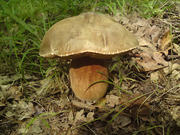 hríb dubový Boletus reticulatus Schaeff.