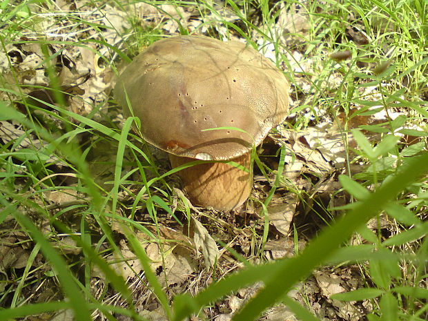 hríb dubový Boletus reticulatus Schaeff.