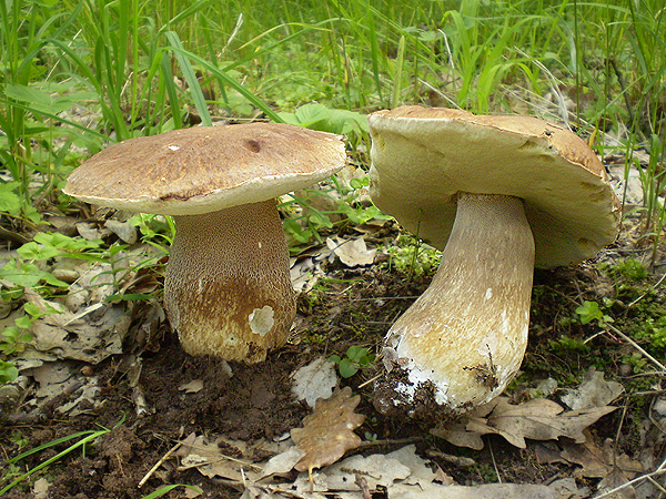 hríb dubový Boletus reticulatus Schaeff.