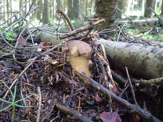 hríb dubový Boletus reticulatus Schaeff.