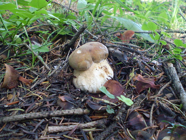 hríb dubový Boletus reticulatus Schaeff.