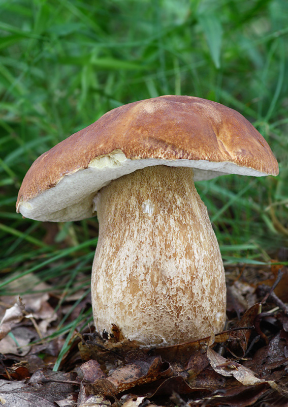 hríb dubový Boletus reticulatus Schaeff.