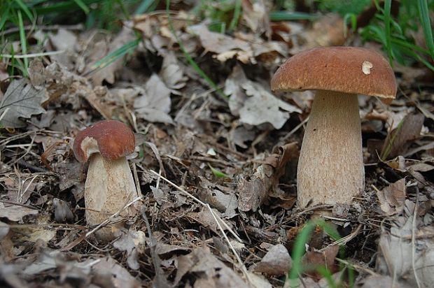 hríb dubový Boletus reticulatus Schaeff.