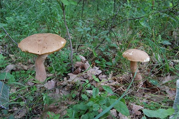 hríb dubový Boletus reticulatus Schaeff.