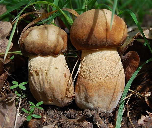 hríb dubový Boletus reticulatus Schaeff.