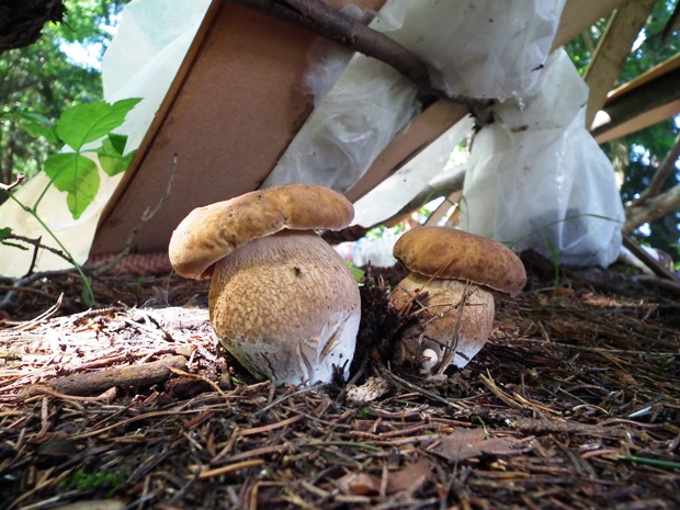 hríb dubový Boletus reticulatus Schaeff.