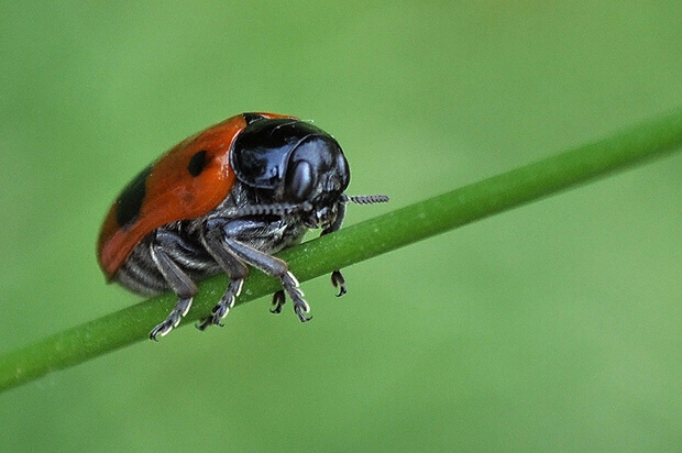 vrbinár hladký Clytra laeviuscula Chrysomelidae