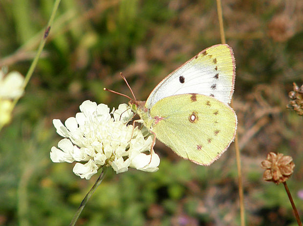 žltáčik ranostajový / žluťásek čičorečkový Colias hyale Linnaeus, 1758