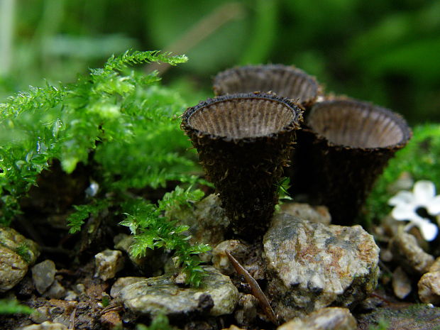 čiaškovec pásikavý  Cyathus striatus (Huds.) Willd.