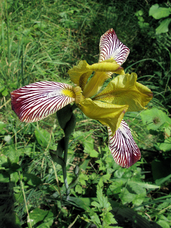 kosatec dvojfarebný Iris variegata L.