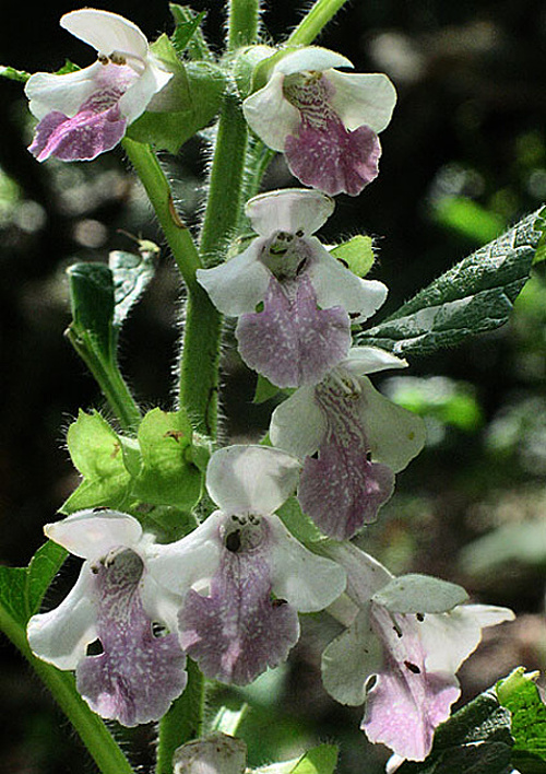 medúnka medovkolistá Melittis melissophyllum L.