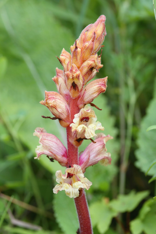 záraza biela Orobanche alba subsp. major (Čelak.) Zázvorka