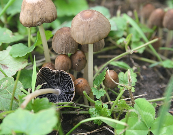 hnojník štetinkatý Parasola auricoma (Pat.) Redhead, Vilgalys & Hopple