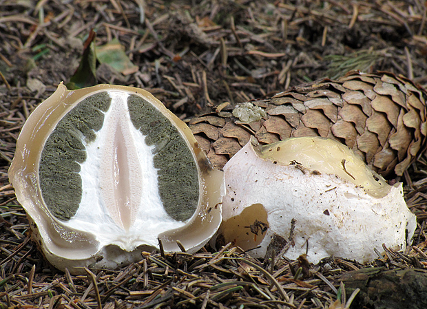 hadovka smradľavá Phallus impudicus L.