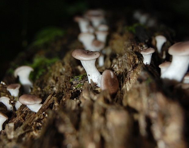 hliva lievikovitá Pleurotus cornucopiae (Paulet) Rolland