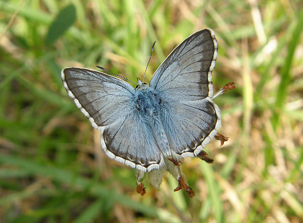 modráčik vikový / modrásek vikvicový Polyommatus coridon Poda, 1761